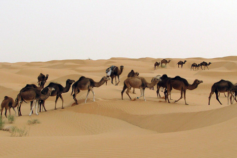 Abenteuer Sahara: Douz, Matmata &amp; Toujane von Djerba aus mit dem Jeep