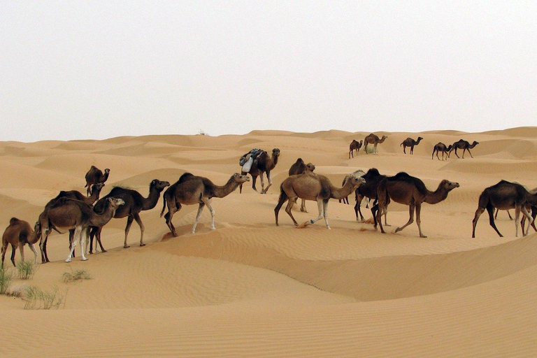 Sahara avontuur: Douz, Matmata &amp;Toujane vanuit Djerba per jeep