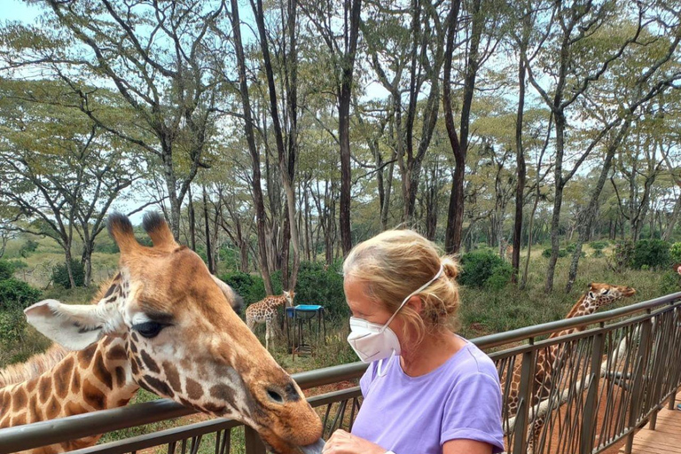 PARQUE DE NAIRÓBI, ORFANATO DE ELEFANTES, EXCURSÃO DE UM DIA AO CENTRO DE GIRAFAS.