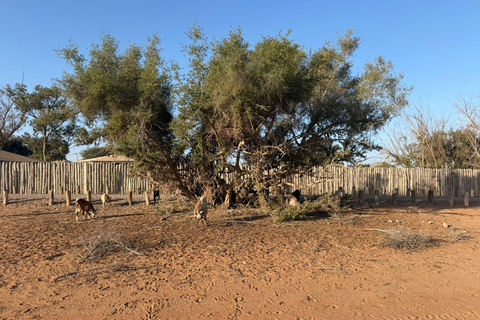 Agadir: Souss Massa 4WD Desert Safari with Lunch