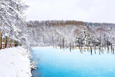 Sapporo 2-Month Special:Asahiyama Zoo & Snowy Landmarks Tour 8:10 am meet at JR Sapporo Station North exit