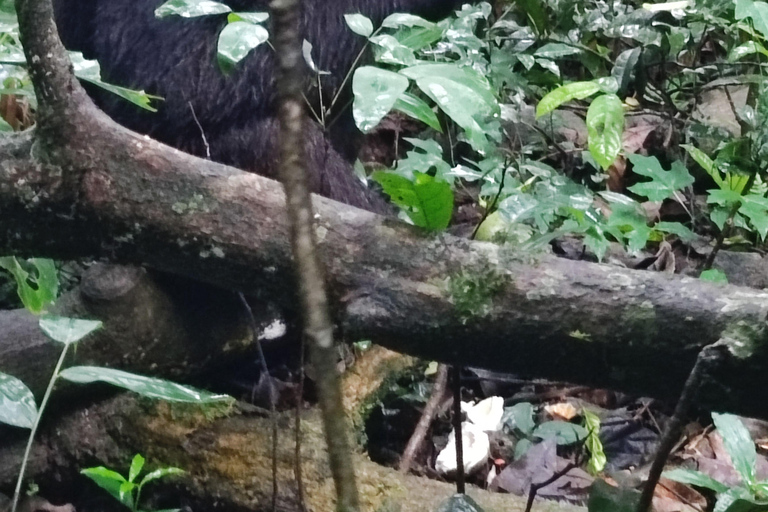 Fort Portal: Kibale Forest Chimpanzee Trek & Bigodi Walk