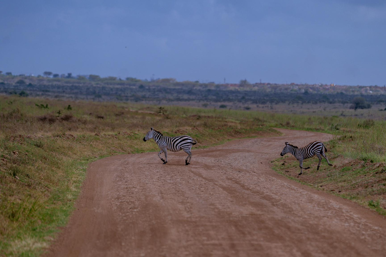 Nairobi: National Park Game Drive with Local Guide