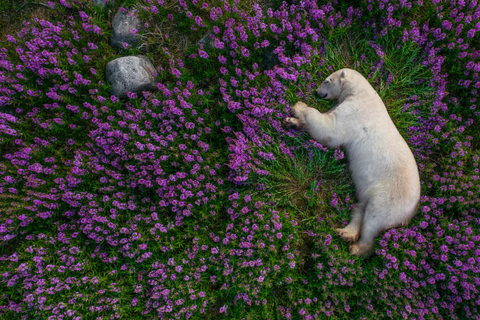 Gabala Lavender Fields Tour