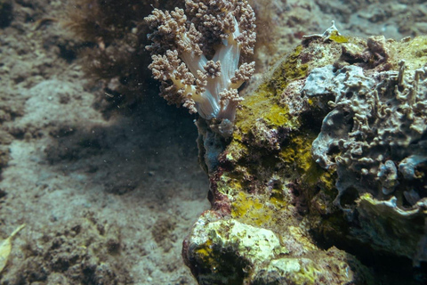 Lombok : Excursion secrète de plongée en apnée dans les îles Gili