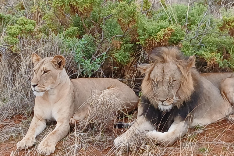 Kenia: Privater Safari Guide und 4x4 Fahrzeugvermietung