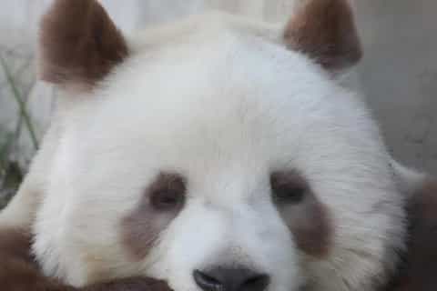 The best Xi'an Panda encounters 2026 - Free cancellation