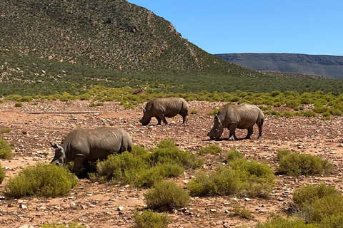 Aquila Game Reserve, V&amp;A Waterfront, transport et déjeuner