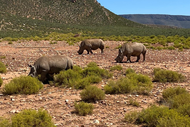 Aquila Game Reserve, V&amp;A Waterfront, transport et déjeuner