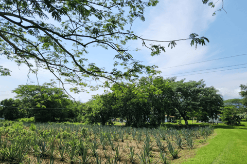 Visite et dégustation de tequila à la campagne avec transport