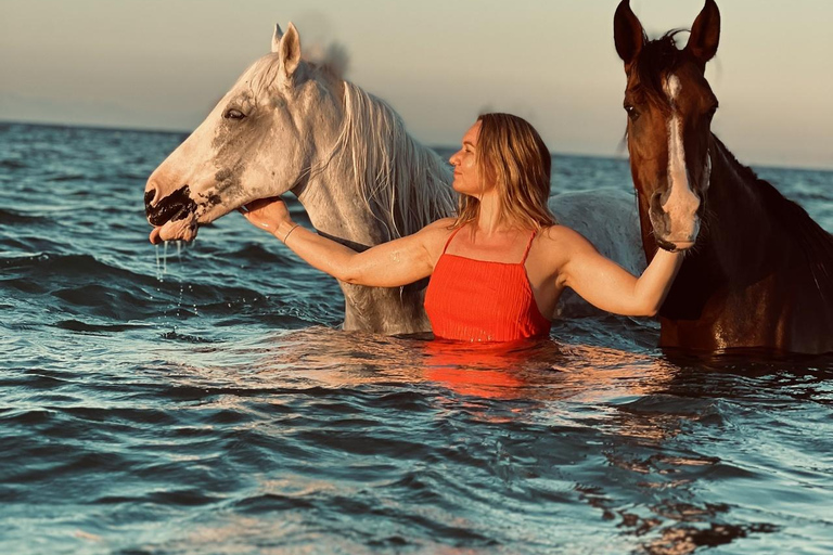 الغردقة: جولة ركوب الخيل في الصحراء والبحر مع خيار السباحةجولة لمدة ساعتين لركوب الخيل بدون السباح