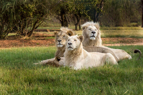 Excursión al Parque de los Leones en Vehículo Safari Abierto