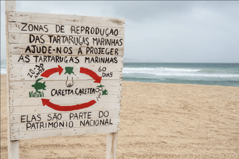 Boa Vista: Turtle Nesting Night Tour with Hotel Pickup