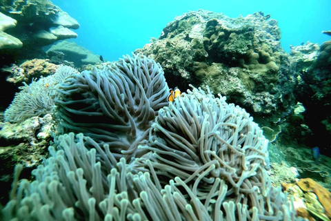 普吉岛：皮皮岛、玛雅湾、蛋岛（含自助午餐）普吉岛：凯岛快艇一日游