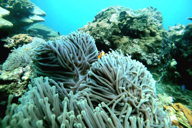 普吉岛：皮皮岛、玛雅湾、蛋岛（含自助午餐）普吉岛：凯岛快艇一日游