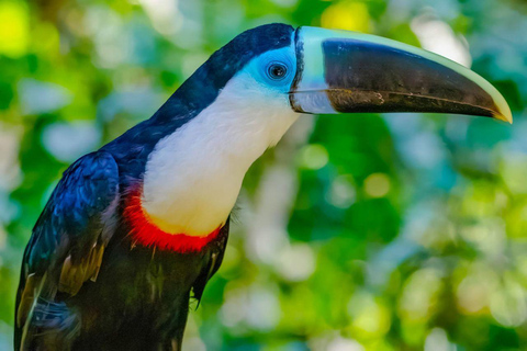 Manu: 8-Day Amazon Wildlife & Jungle Expedition