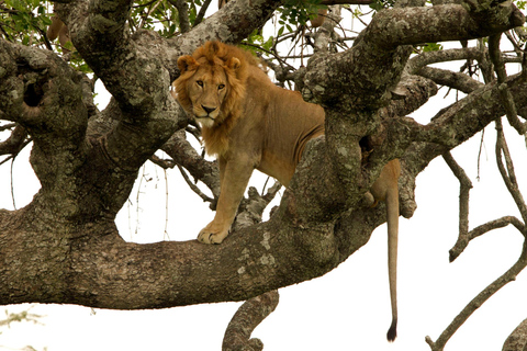 14-daagse Oost-Afrikaanse safari met strandverlenging