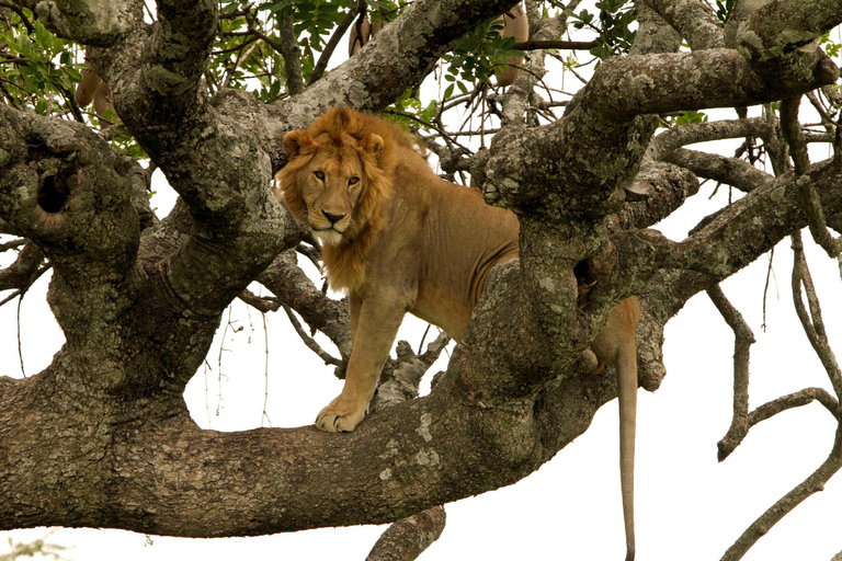 14-daagse Oost-Afrikaanse safari met strandverlenging