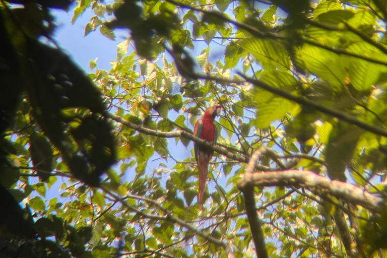 Eco-tour Limoncocha d&#039;une journée : observation des oiseaux et canoë-kayak en Amazonie