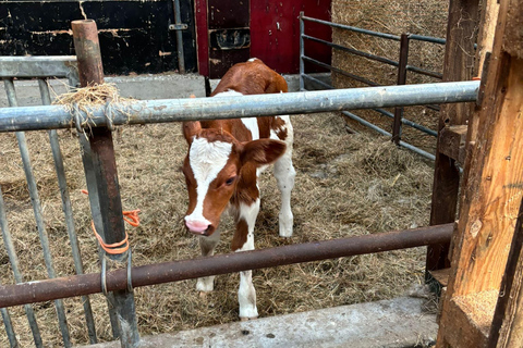 Amsterdam: Ser, wiatrak i wiejska wycieczka rowerowa