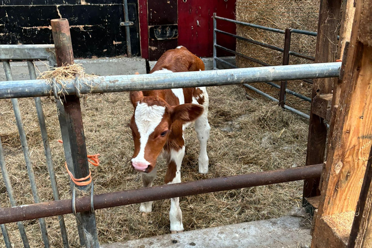 Amsterdam: Ser, wiatrak i wiejska wycieczka rowerowa