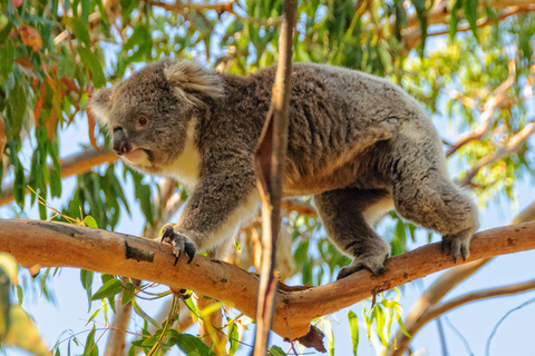 Melbourne: Puffing Billy Steam Train & Penguin Parade Tour