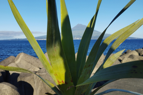 Pico Grand Tour: Volcanoes, UNESCO Vineyards & Local Culture