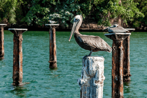 Punta Cana: Tour Samana All Included Cascada Limon whales