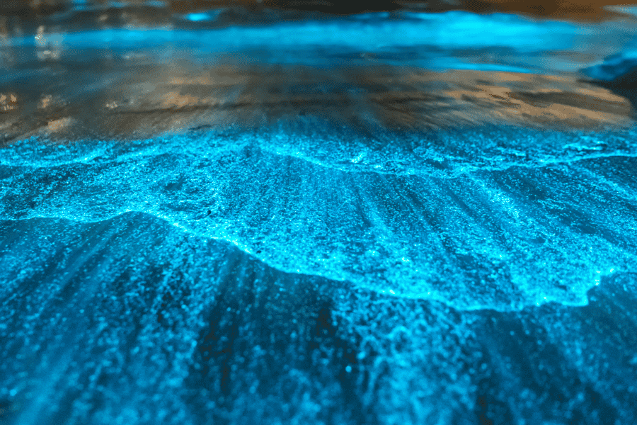 Brentwood Bay: Biolumineszenz- und Sonnenuntergangs-Paddleboard-Tour. Foto: GetYourGuide