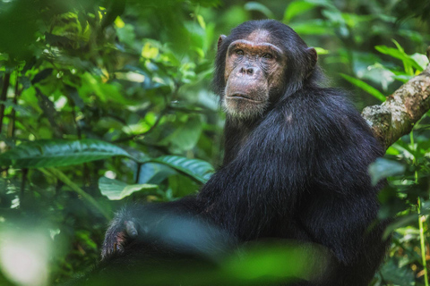 4 Day Primates Trekking in Rwanda