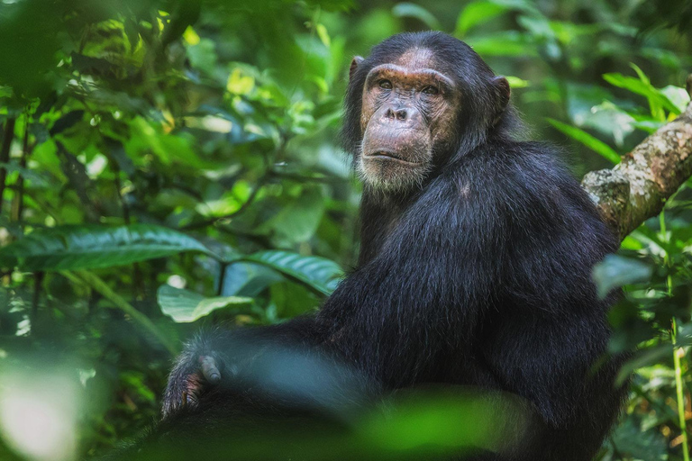 4 Day Primates Trekking in Rwanda