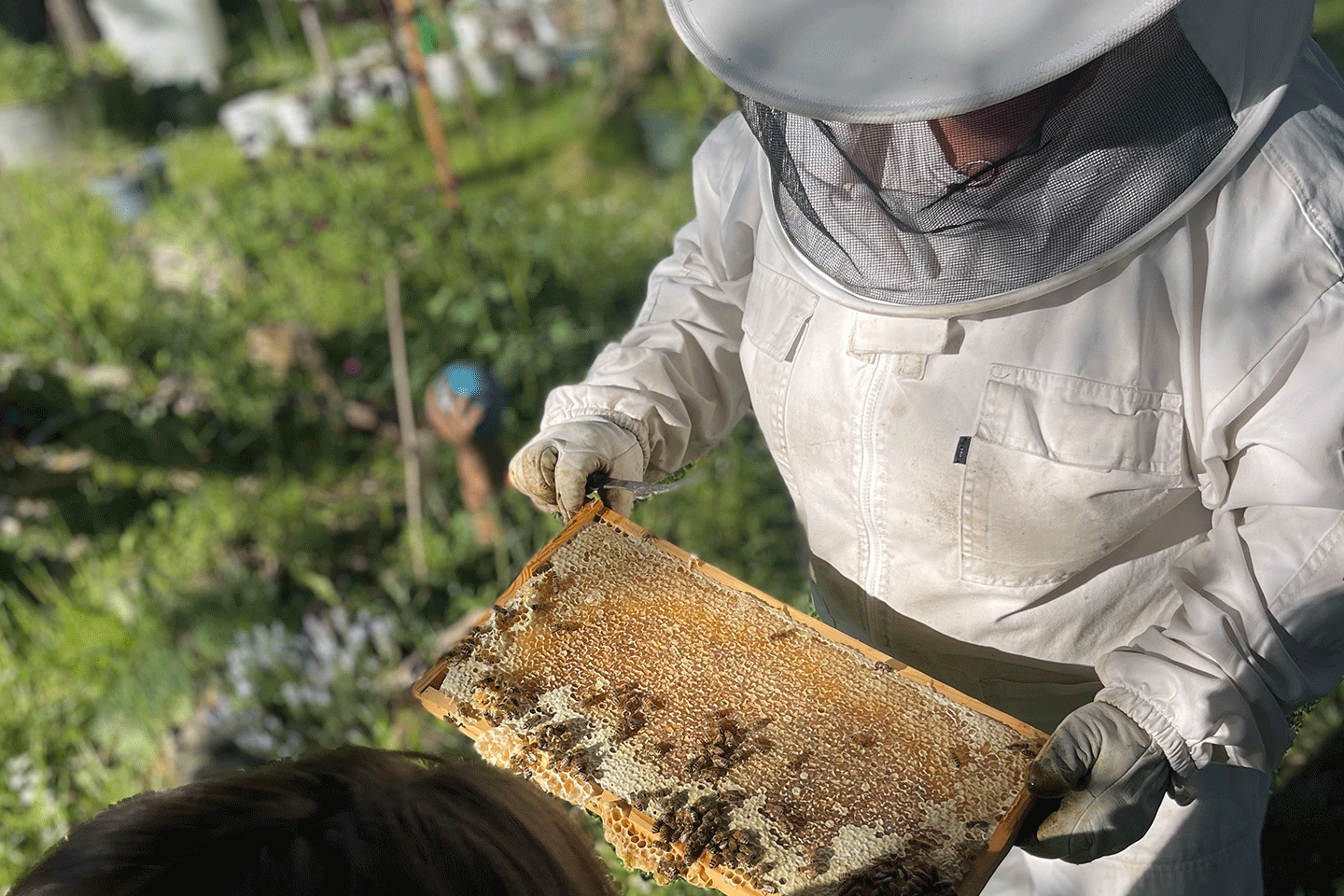 Weinerlebnistour in Volkach: Weinberge, Kräuter, Bienen, Naturwein und mehr
