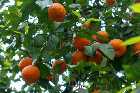 Top Portugal Tour: 7-Day with Transfers, Hotel & Breakfasts