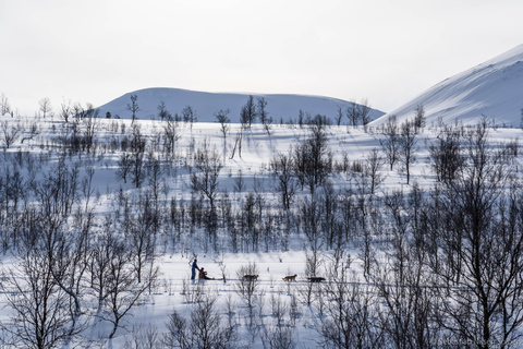 From Tromsø: Advanced Dog Sledding Tour at Camp Tamok Advanced Dog Sledding Tour: Daytime Departure