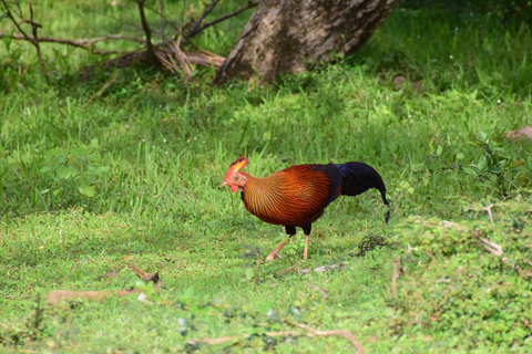 Habarana: Pure Village Life and Cultural Experience Day Tour we make real and untouched sri lankan experience