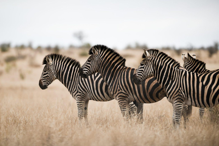 Kenya: Safari di medio raggio di 8 giorni - All Inclusive