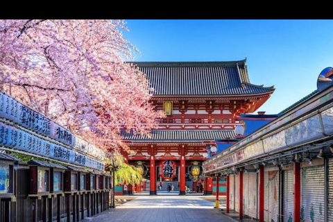 Tokyo: Cherry Blossoms, Temples, and Old Town Tour