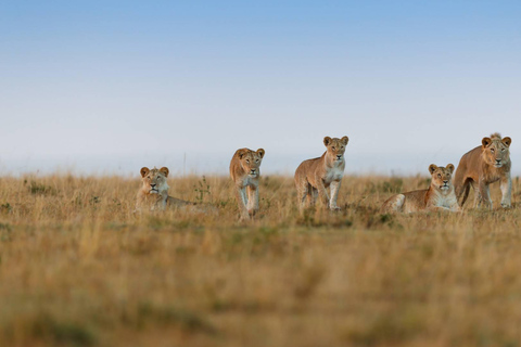 Safari de 5 jours