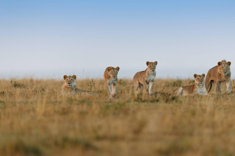 Safari de 5 jours