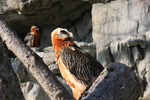 Innsbruck: Eintrittskarte für den Alpenzoo