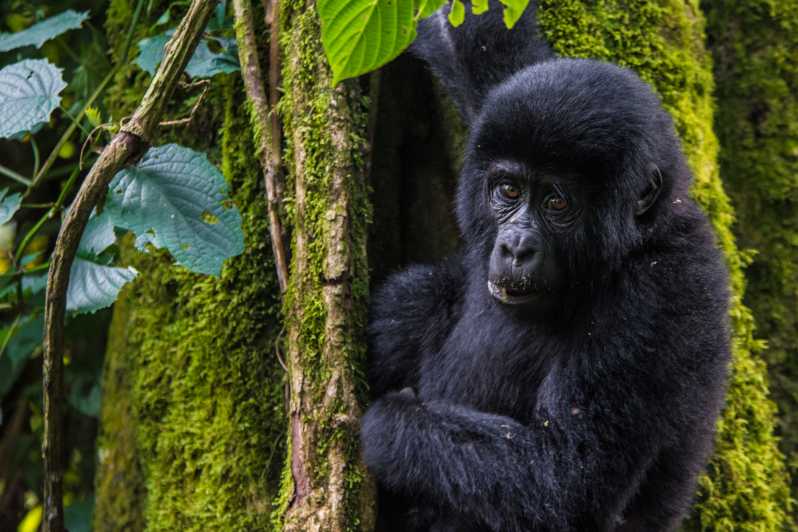 3 Days gorilla trekking at Bwindi Forest NP via Kigali