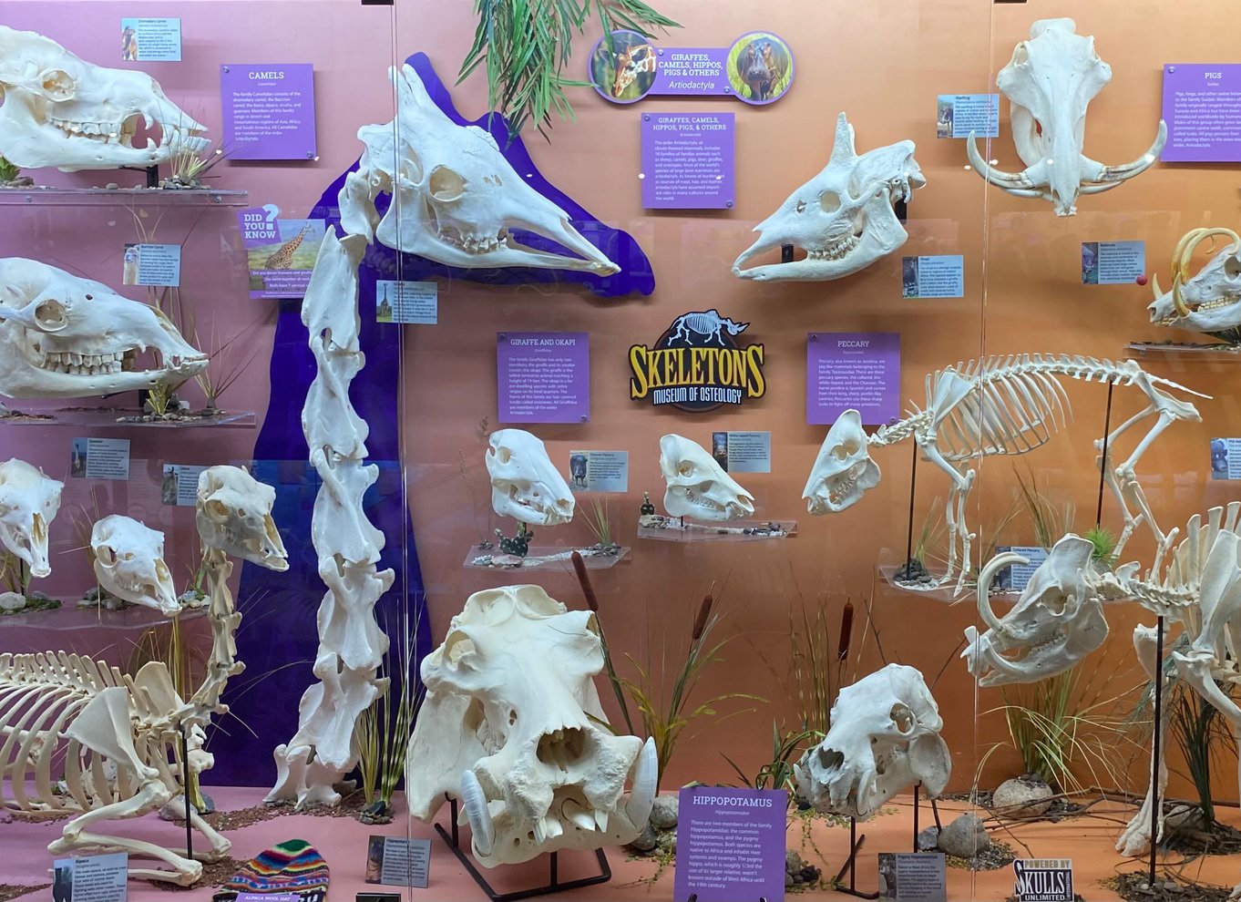 Oklahoma City: SKELETONS: Billet til Museum of Osteology