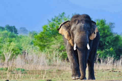 Jeep Safario ai parchi nazionali di Minneriya/Kaudulla/Hurulu Eco National Park