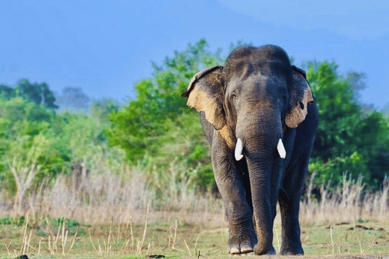 Jeep Safario ai parchi nazionali di Minneriya/Kaudulla/Hurulu Eco National Park