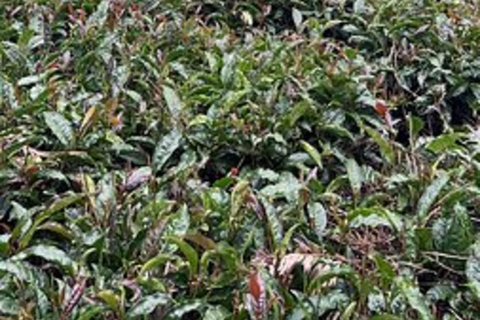 内罗毕：加图拉绿紫茶农场一日旅行