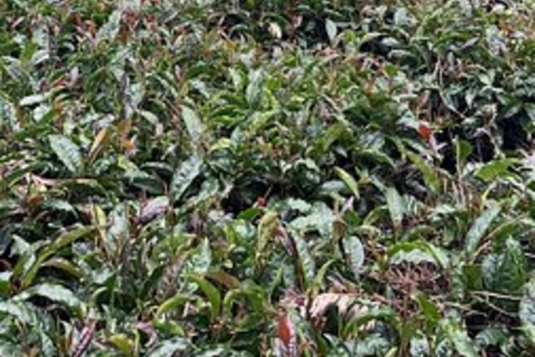 内罗毕：加图拉绿紫茶农场一日旅行