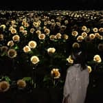 Osaka: biglietto d'ingresso al giardino botanico teamLab