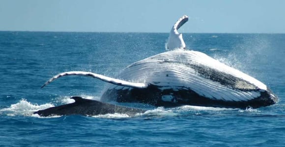 Punta Cana: Whale & Bacardi Island + El Limón Waterfall