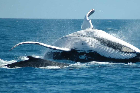 From Punta Cana: Samaná Whale Watching & Bacardi Island Tour From Punta Cana: Samaná Whale Watching & Bacardi Island Tour