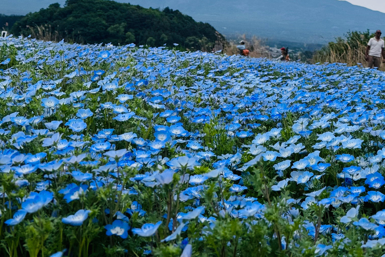 Tokyo: Private Daytrip to Mount Fuji - Fully Customizable Mt Fuji Private Luxury Van Tour (Customizable Experience)